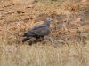 CH8A 0199.jpg Bondrée orientale Pernis ptilorhynchus au parc national de Tadoba