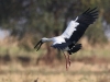 CH8A 0260.jpg Bec ouvert indien Anastomus oscitans sur le lac de Tadoba
