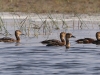 CH8A 0277.jpg Dendrocygnes siffleurs Dendrocygna javanica sur le lac de Tadoba