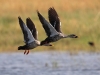 CH8A 0282.jpg Canards à bec tacheté Anas poecilorhyncha sur le lac de Tadoba