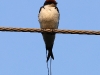 CH8A 9251.jpg Hirondelle à longs brins Hirundo smithii au Parc National de Tadoba