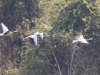 CH8A 9381.jpg Vol d'oies à tête barrée Anser indicus au Parc National de Tadoba