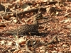 CH8A 9463.jpg Oedicnème indien Burhinus indicus au parc National de Tadoba