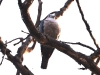 CH8A 9544.jpg Carcophage de Pauline Ducula aenea au Parc Naional de Tadoba