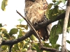 CH8A 9563.jpg Kétoupa brun Ketupa zeylonensis au Parc National de Tadoba