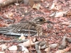 CH8A 9616.jpg Oedicnème indien Burhinus indicus au parc National de Tadoba