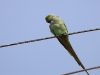 CH8A 9663.jpg Perruche à collier Psittacula  Cyanocephala au Sultampur National Park
