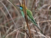 CH8A 9771.jpg Guépier d'Orient Merops orientalis dans le Parc National de Tadoba