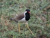 CH8A 9791.jpg Vanneau indien Vanellus indicus au parc national de Tadoba