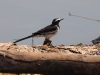 CH8A 9895.jpg Bergeronnette indienne Motacilla maderaspatensis sur la route du boat trip