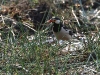 CH8A 9947.jpg Etourneau pie Gracupica contra au parc national de Tadoba