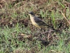 CH8A 9958.jpg Bergeronnette printanière Motacilla flava superciliaris au parc national de Tadoba