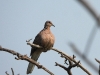 dscn 2634.jpg Tourterelle tigrine Stigmatopelia chinensis au Parc National de Tadoba