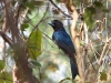 dscn 2638.jpg Drongo à raquettes Dicrurus paradiseus au Parc National de Tadoba