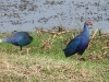 dscn 2642.jpg Talèves à tête grise Porphyriopoliocephalus au Parc National de Tadoba