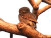dscn 2765.jpg Chevêchette de jungle Glaucidium radiatum au Parc National de Tadoba