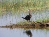 dscn 2829.jpg Cormoran de Vieillot Phalacrocax niger dans le Parc National de Tadoba
