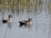 dscn 2831.jpg Canards à bec tacheté Anas poecilorhynca au Parc National de Tadoba