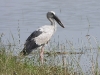 dscn 2834.jpg Bec -ouvert indien Anastomus oscitans dans le Parc National de Tadoba