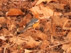 dscn 2921.jpg Grive à tête orange Zoothera citrina au parc national de Tadoba