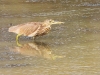 dscn 3020.jpg Crabier de Gray Ardeola grayii au parc national de Tadoba