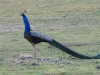 dscn 3088.jpg Paon bleu Pavo cristatus au Parc National de Tadoba