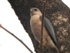 dscn 3126.jpg Epervier shikra Accipiter badius au parc national de Tadoba