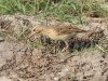 dscn 3183.jpg Pipit rousset Anthus rufulus sur la route du boat trip