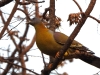 dscn 3255.jpg Colombar commandeur Treron phoenicopterus au Parc National de Tadoba