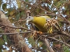 dscn 3258.jpg Colombar commandeur Treron phoenicopterus au Parc National de Tadoba