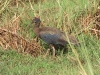 dscn 3369.jpg Ibis noir Pseudibis papillosa au Parc National de Tadoba