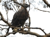 dscn 3390.jpg Bondrée orientale Pernis ptilorhynchus au parc national de Tadoba