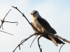 dscn 3405.jpg Elanion blanc Elanus caeruleus au Parc National de Tadoba