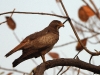 dscn 3430.jpg Busautour aux yeux blancs Butastur teesa au parc national de Tadoba