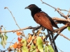 dscn 3467.jpg Grand coucal du sud Centropus sinensis parroti sur la route du boat trip 