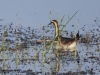 dscn 3479.jpg Jacana à longue queue sur le lac