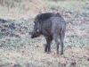 CH8A 0052.jpg Sanglier Sus scrofa dans le parc national de tadoba
