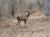 CH8A 0152.jpg Cerf sambar Cerves unicolor au Parc National de Tadoba