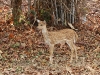 CH8A 0165.jpg Cerf axis Axis axis au parc National de Tadoba