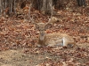 CH8A 0166.jpg Cerf axis Axis axis au parc National de Tadoba