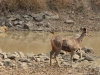 CH8A 0189.jpg Cerf sambar Cerves unicolor défiant le tigre au Parc National de Tadoba