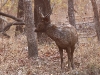 CH8A0222.jpgb Cerf sambar Cerves unicolor au Parc National de Tadoba