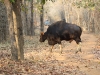 dscn 9269.jpg Gaur Bos gaurus au Parc National de Tadoba