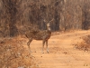 CH8A 9466.jpg Cerf axis Axis axis au parc National de Tadoba