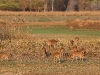 CH8A 9491.jpg Cerfs axis Axis axis au parc National de Tadoba