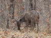 CH8A 9653.jpg Cerf sambar Cerves unicolor au Parc National de Tadoba