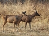 CH8A 9701.jpg Cerfs sambars Cerves unicolor au Parc National de Tadoba