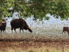 CH8A 9736.jpg Buffles d'Asie Bubalus dans le parc national de Tadoba