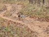 CH8A 9831.jpg Léopard Panthera pardus au Parc National de Tadoba