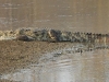 dscn 3016.jpg Crocodile des marais Crocodylus palustris au Parc National de Tadoba